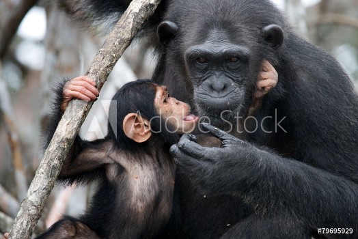 Image de Female chimpanzee with a baby Funny frame